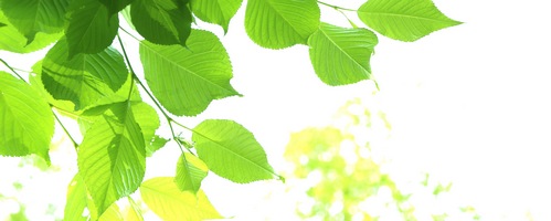 OIZ ICY PBWF yet̔TCg